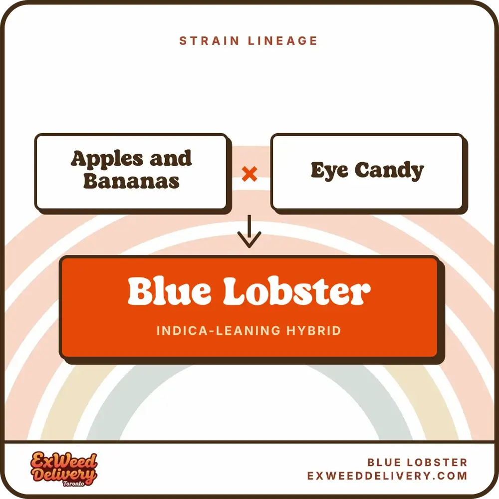 Blue Lobster lineage
