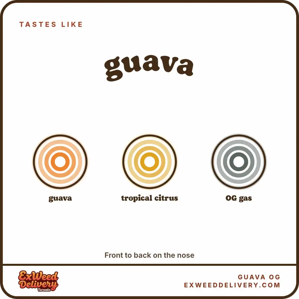 Guava OG flavour