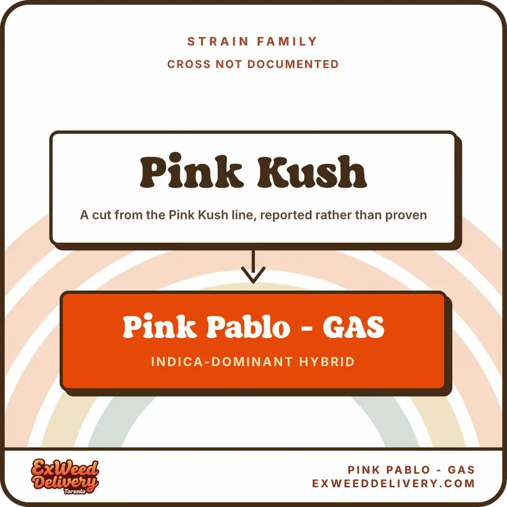 Pink Pablo - GAS family