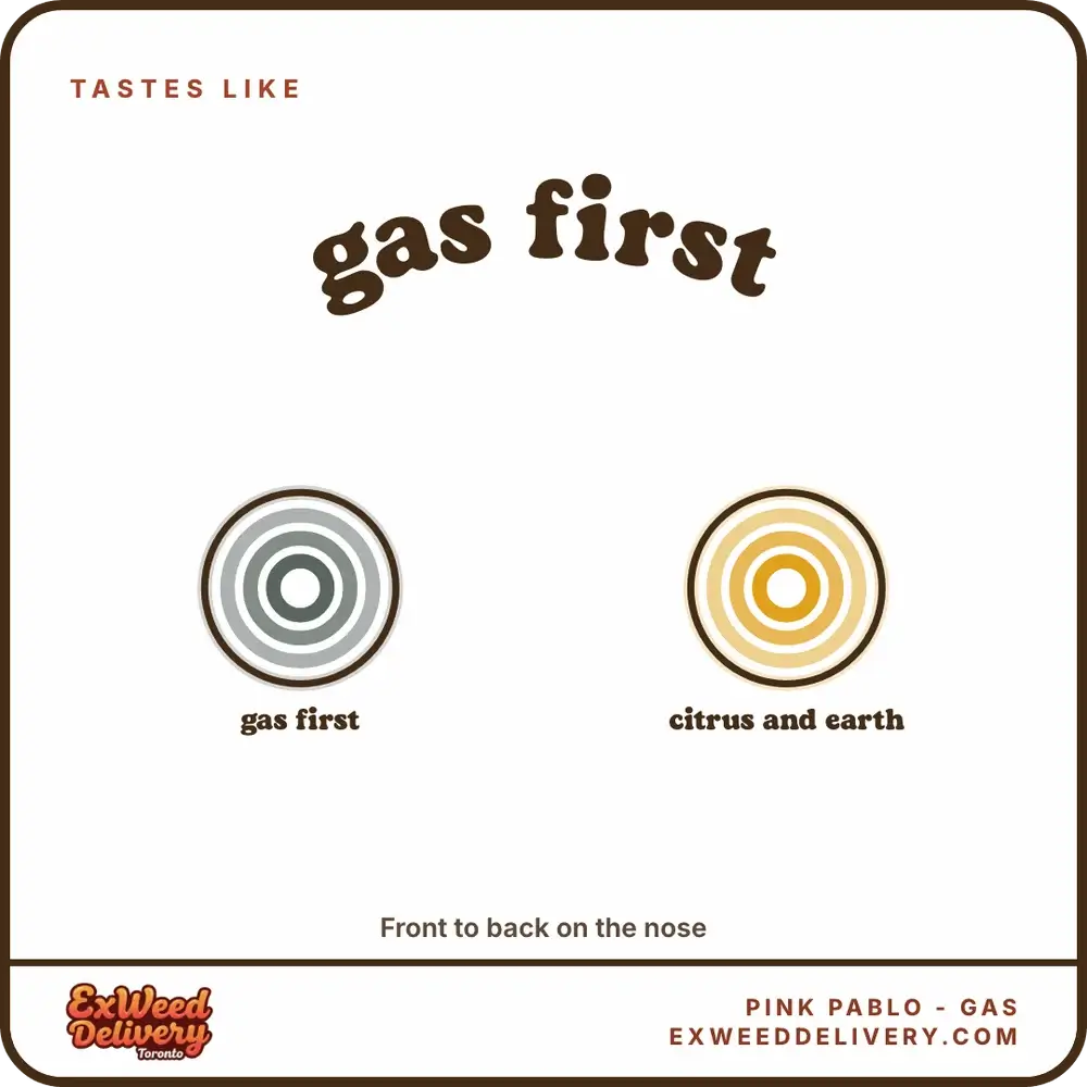 Pink Pablo - GAS flavour