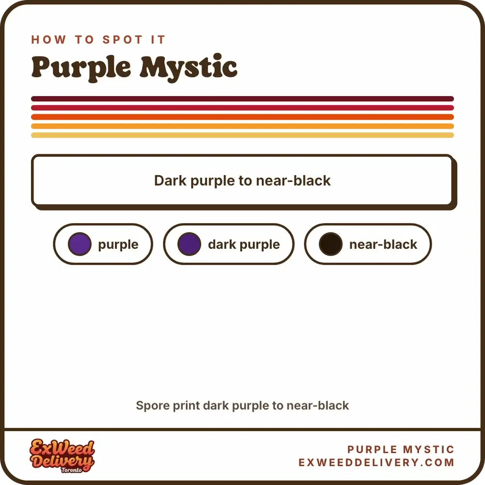 Purple Mystic identification
